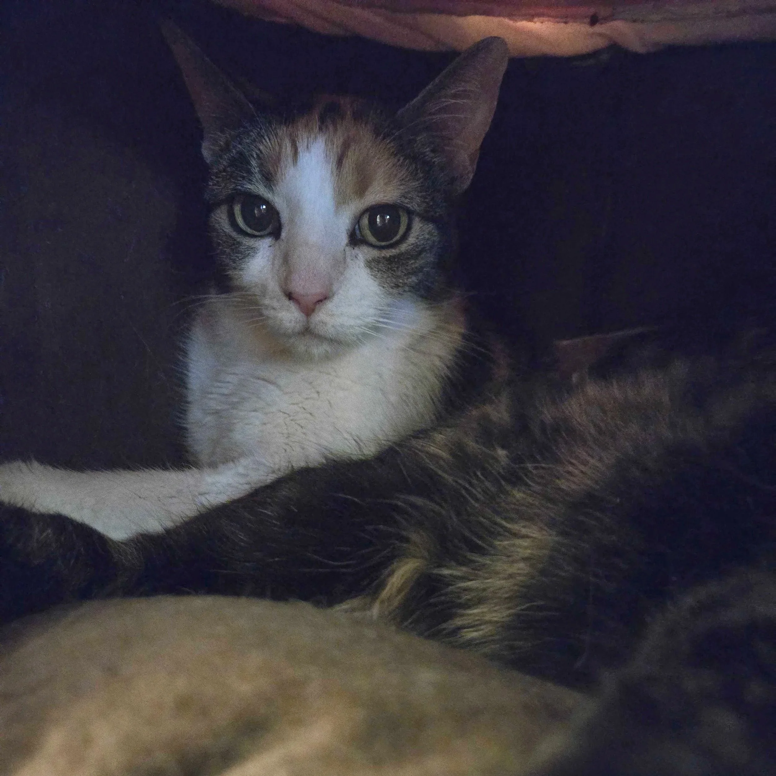 Image of Sassie, an adoptable cat from Almost Home Cat Rescue MKE