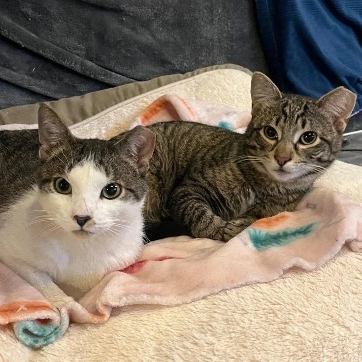 Adoptable bonded pair, Miki & Jambo, from Almost Home Cat Rescue MKE