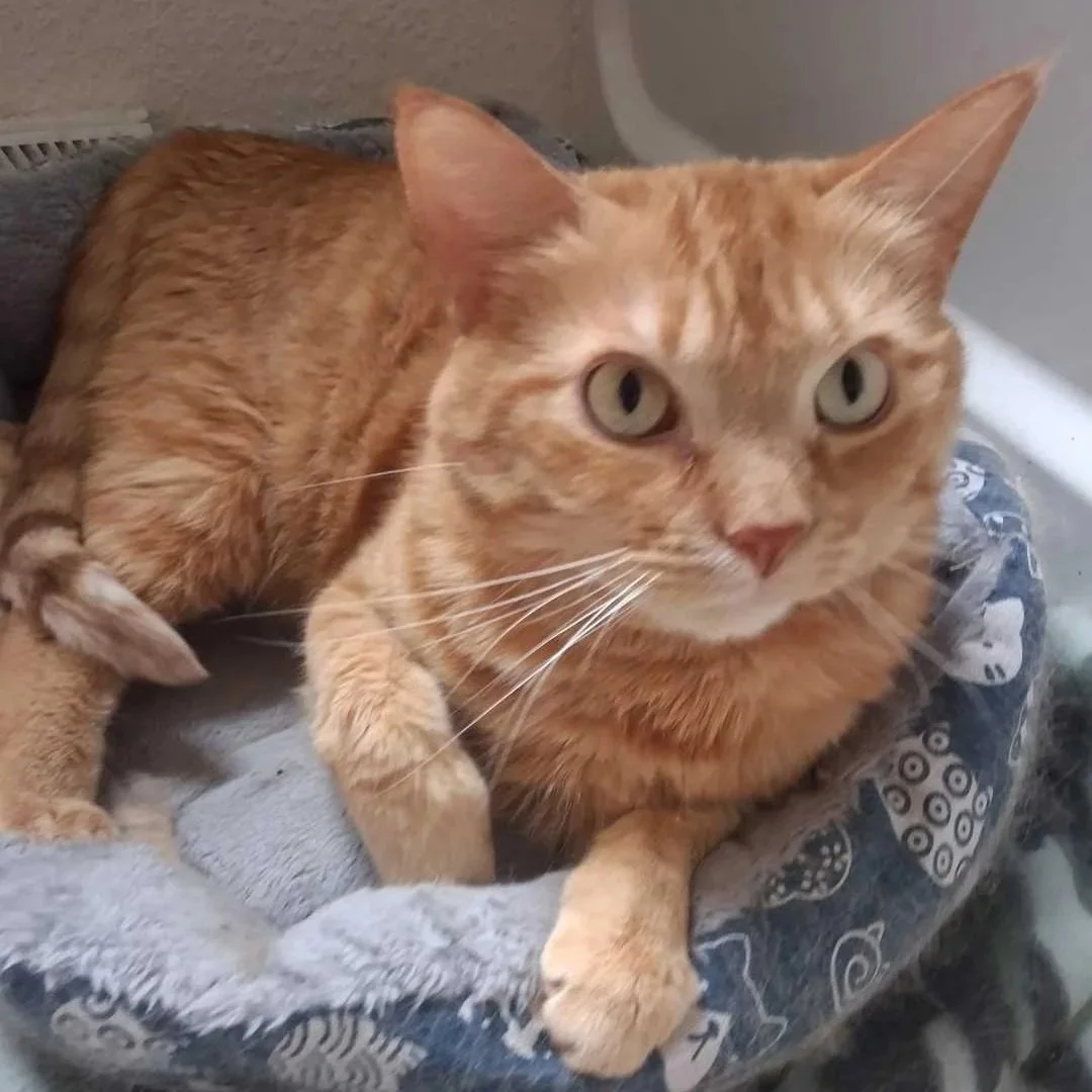 Image of Bambi, an adoptable foster cat from Almost Home Cat Rescue MKE