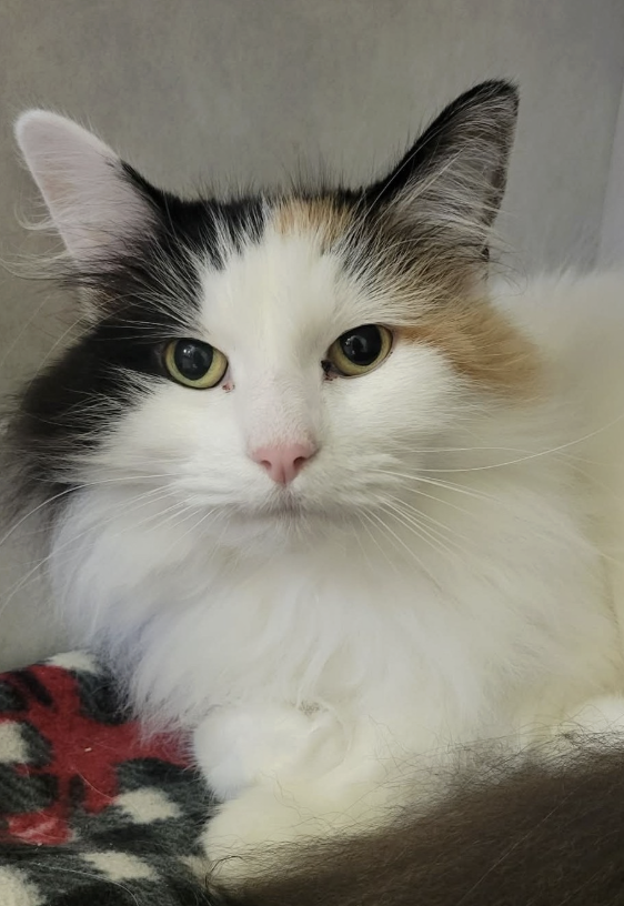 Image of Princess, an adoptable cat from Almost Home Cat Rescue MKE