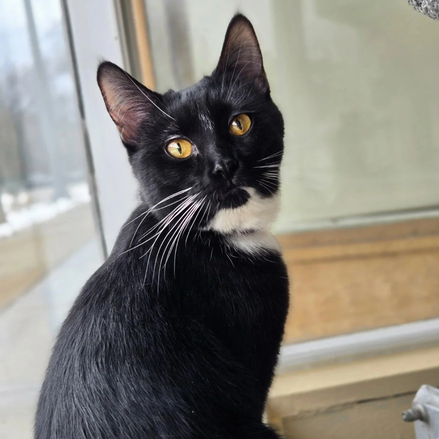 Almost Home Adoptable Cat, Candy