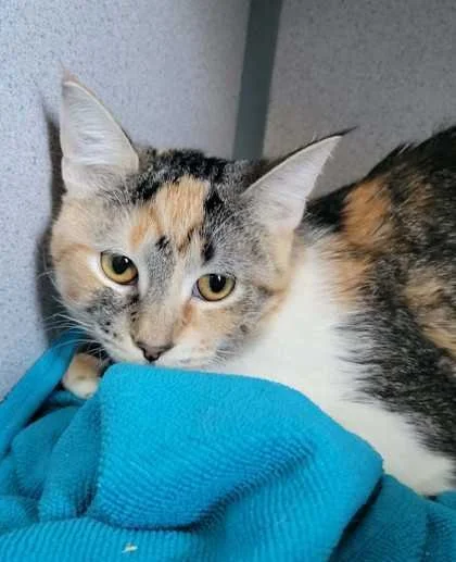 Image of Charm, an adoptable Almost Home Cat Rescue MKE cat