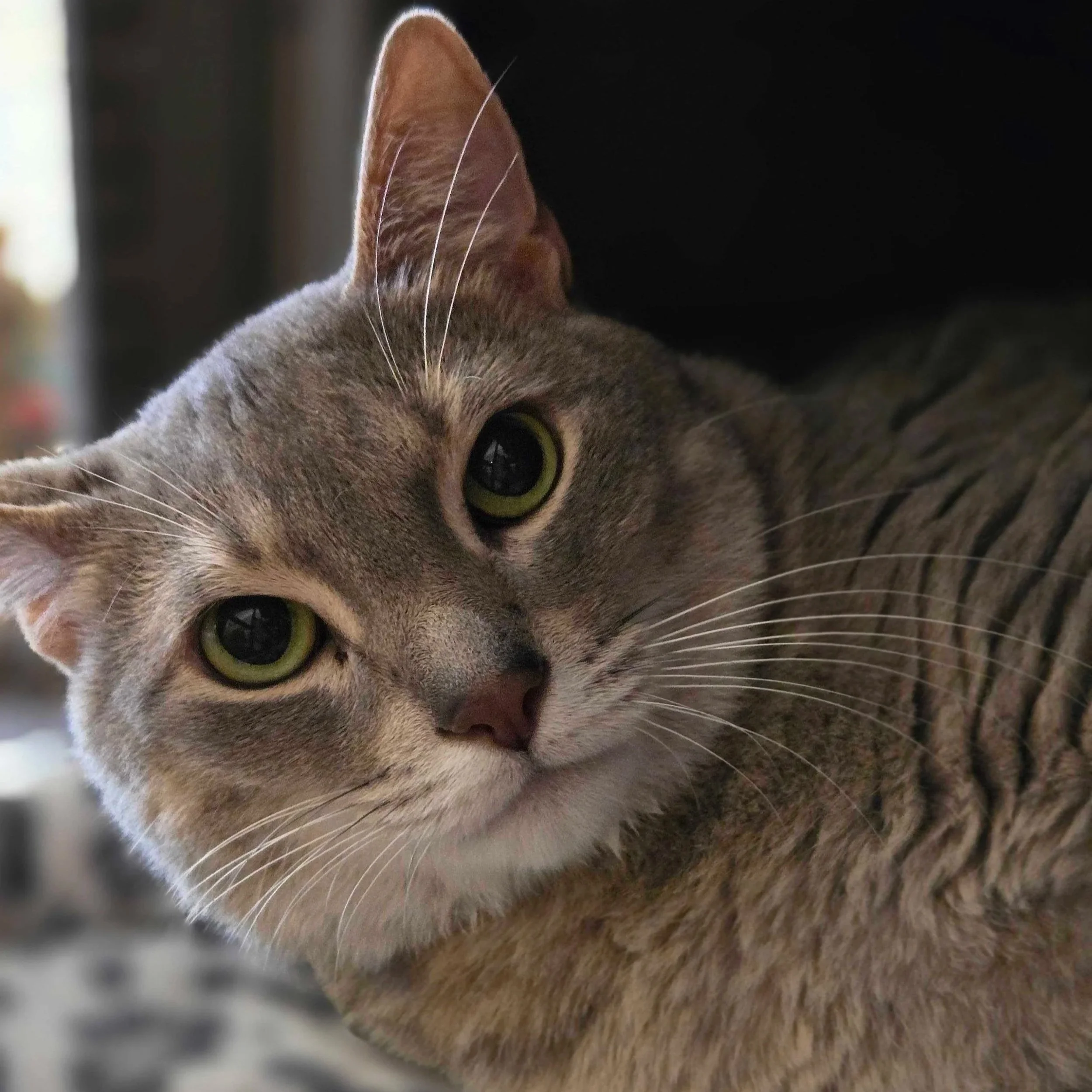Image of Matilda, an adoptable cat from Almost Home Cat Rescue MKE