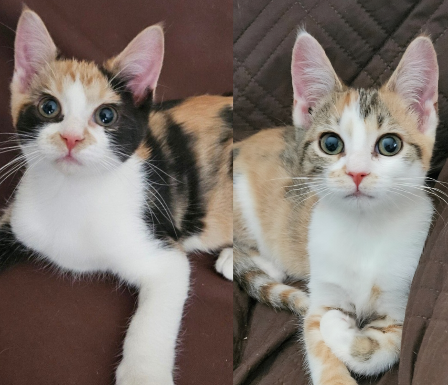 Beans & Barley (In Foster)