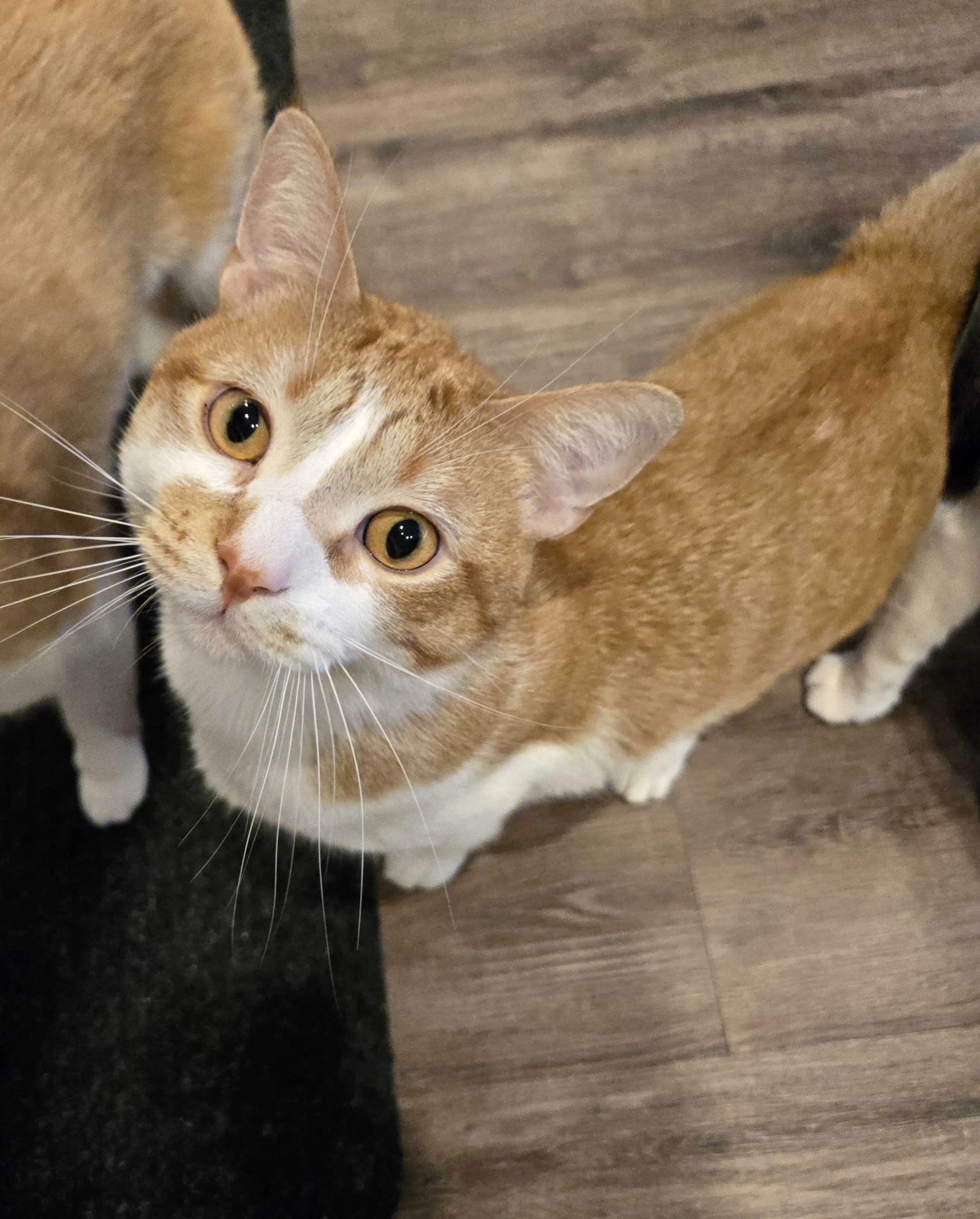 Image of Wilder, an adoptable cat from Almost Home Cat Rescue MKE