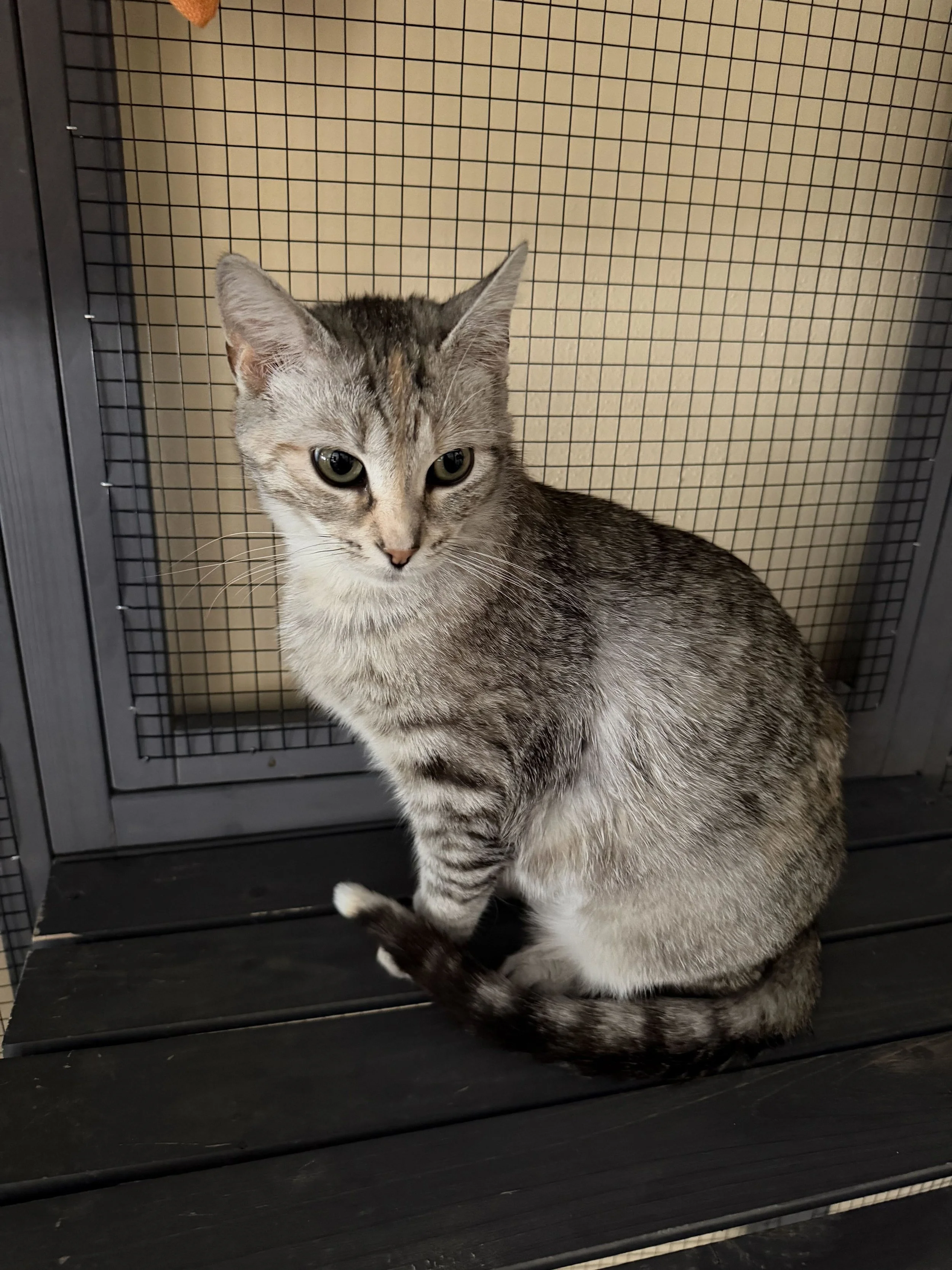 Image of Aurora, an adoptable cat from Almost Home Cat Rescue MKE