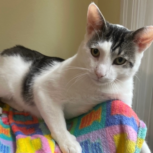 Image of Speedy, an adoptable cat from Almost Home Cat Rescue MKE