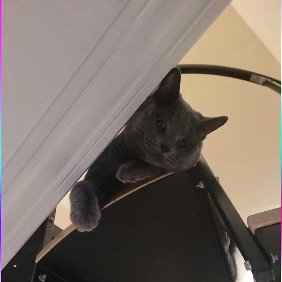 Image of Herbert, an adoptable cat from Almost Home Cat Rescue MKE