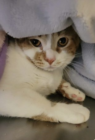 Image of Wilder, an adoptable cat from Almost Home Cat Rescue MKE
