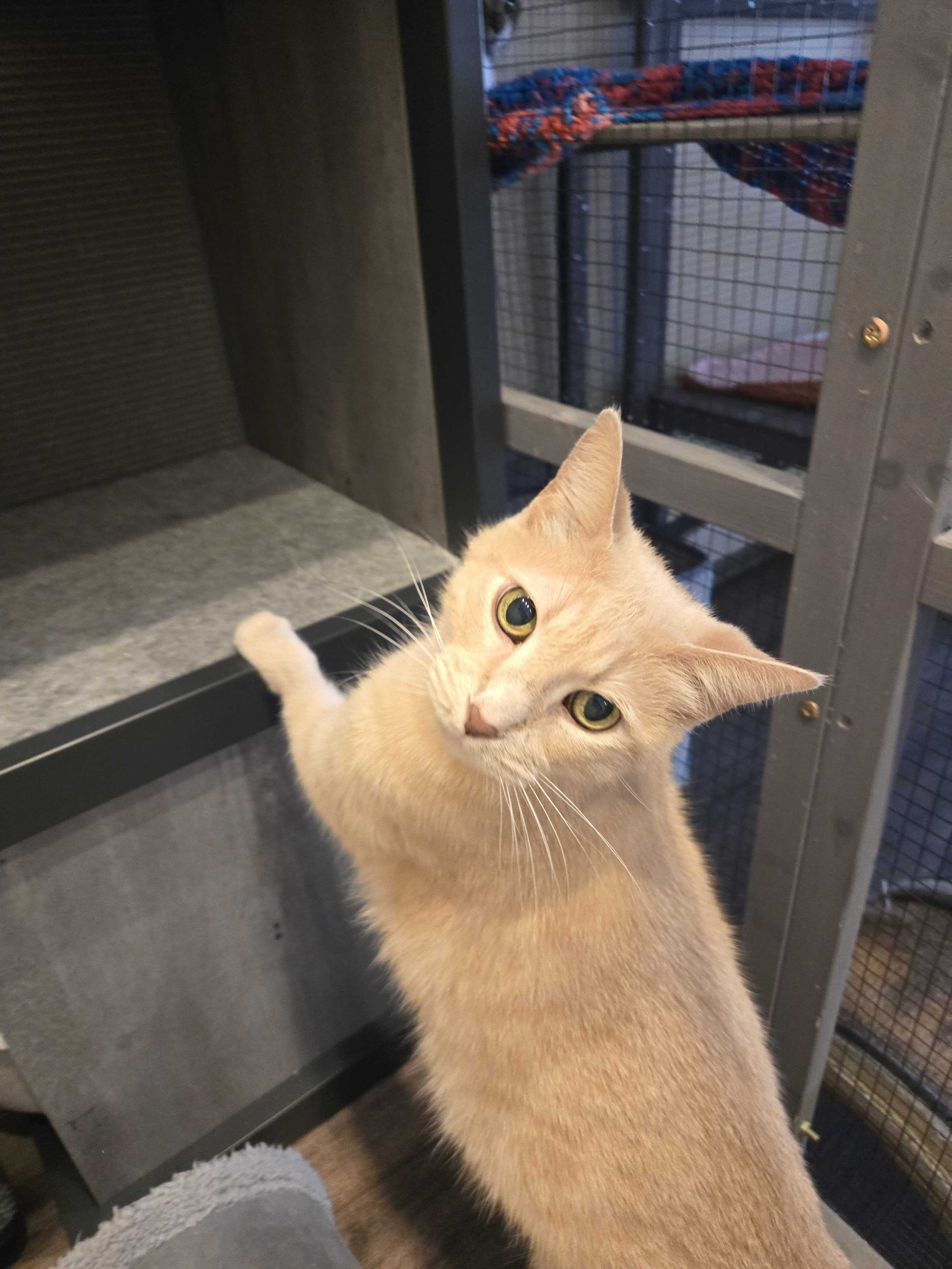 Image of Kermit, an adoptable cat from Almost Home Cat Rescue MKE