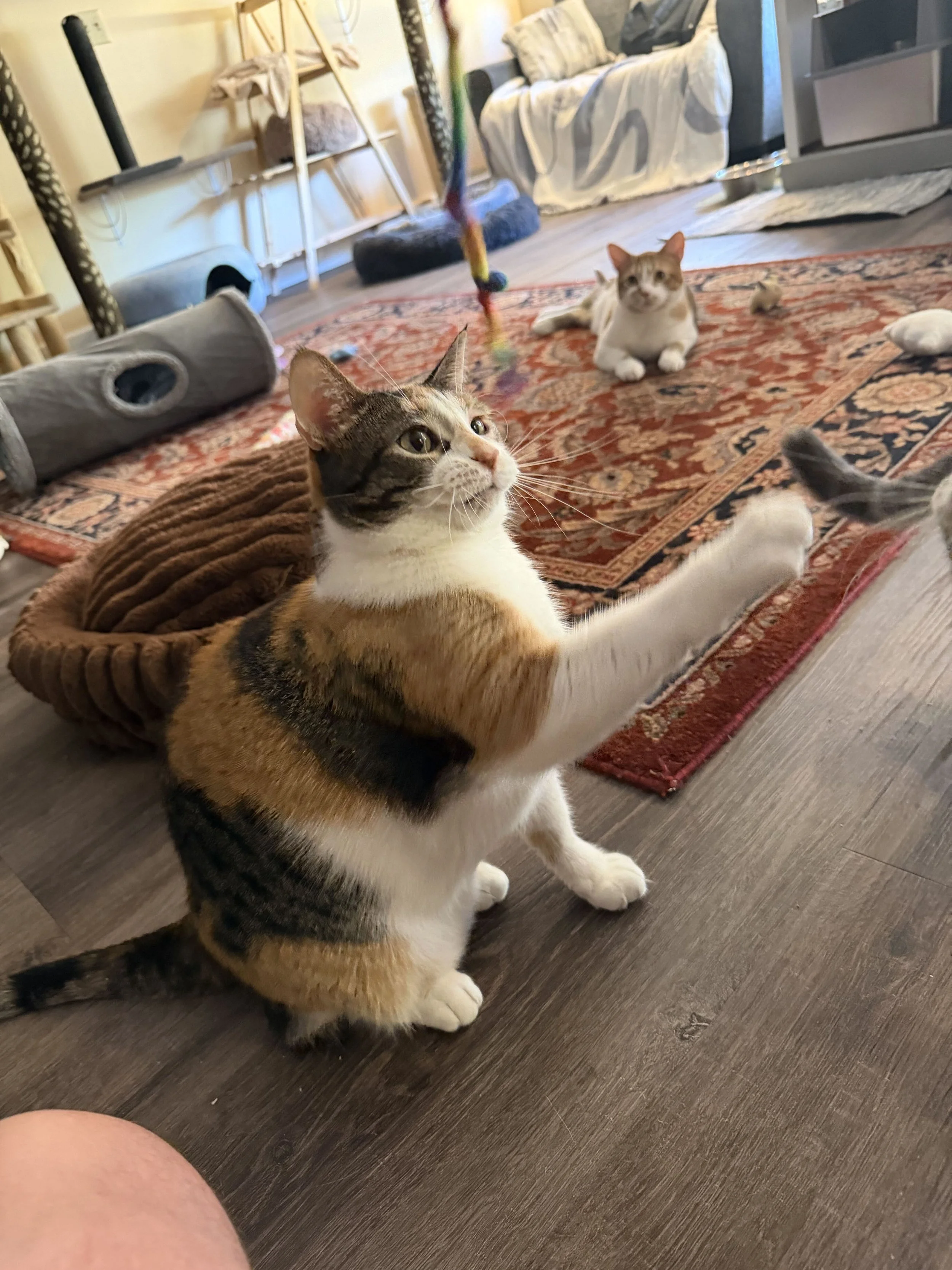 Image of Buffy, an adoptable cat from Almost Home Cat Rescue MKE