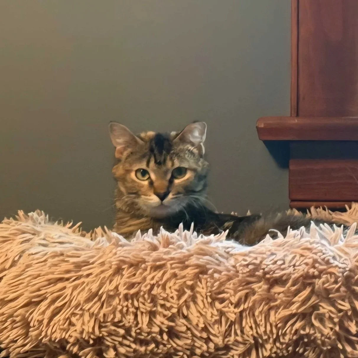 Image of Dee Dee, an adoptable cat from Almost Home Cat Rescue MKE