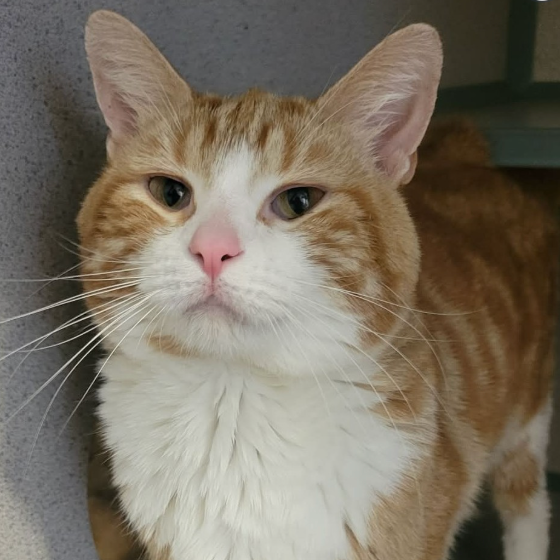 Image of Eeyore, an adoptable cat from Almost Home Cat Rescue MKE