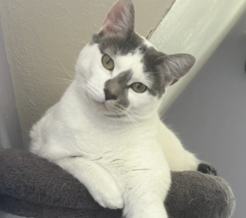 Foster cat Milwaukee: Malachai