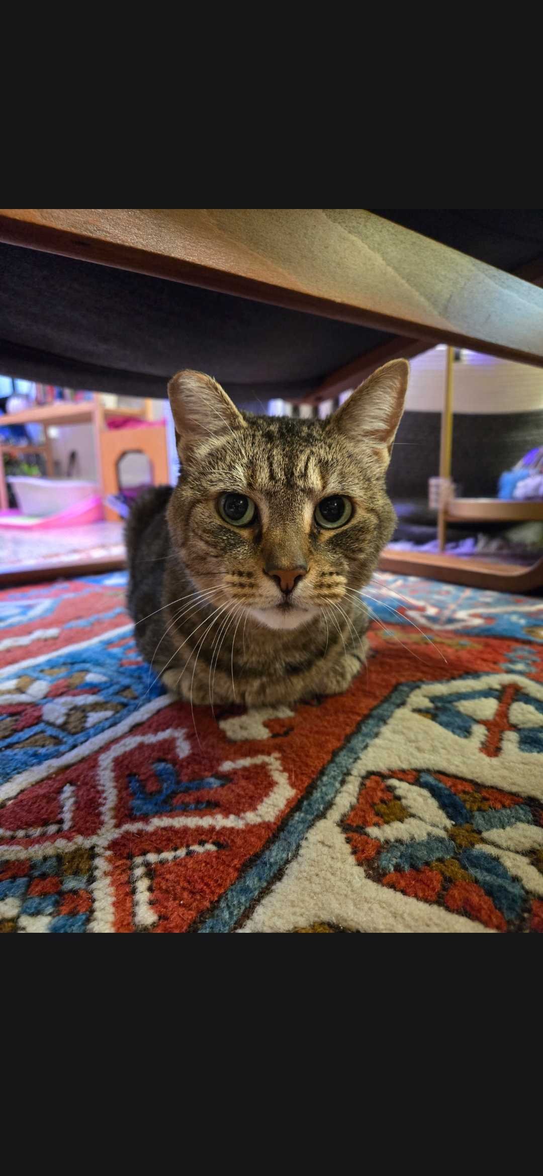 Image of Beans, an adoptable Almost Home Cat Rescue MKE cat