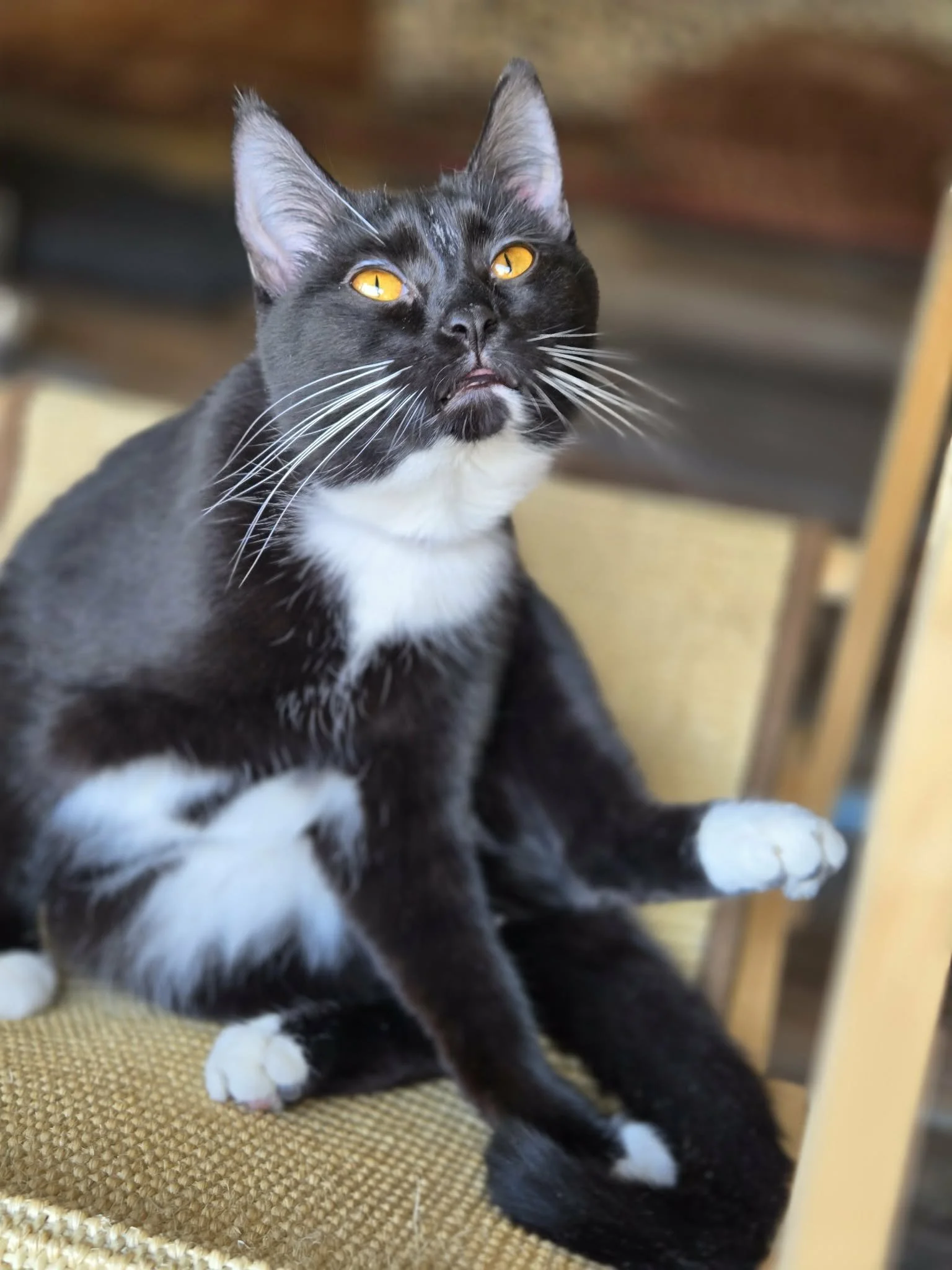 Almost Home Adoptable Cat, Candy