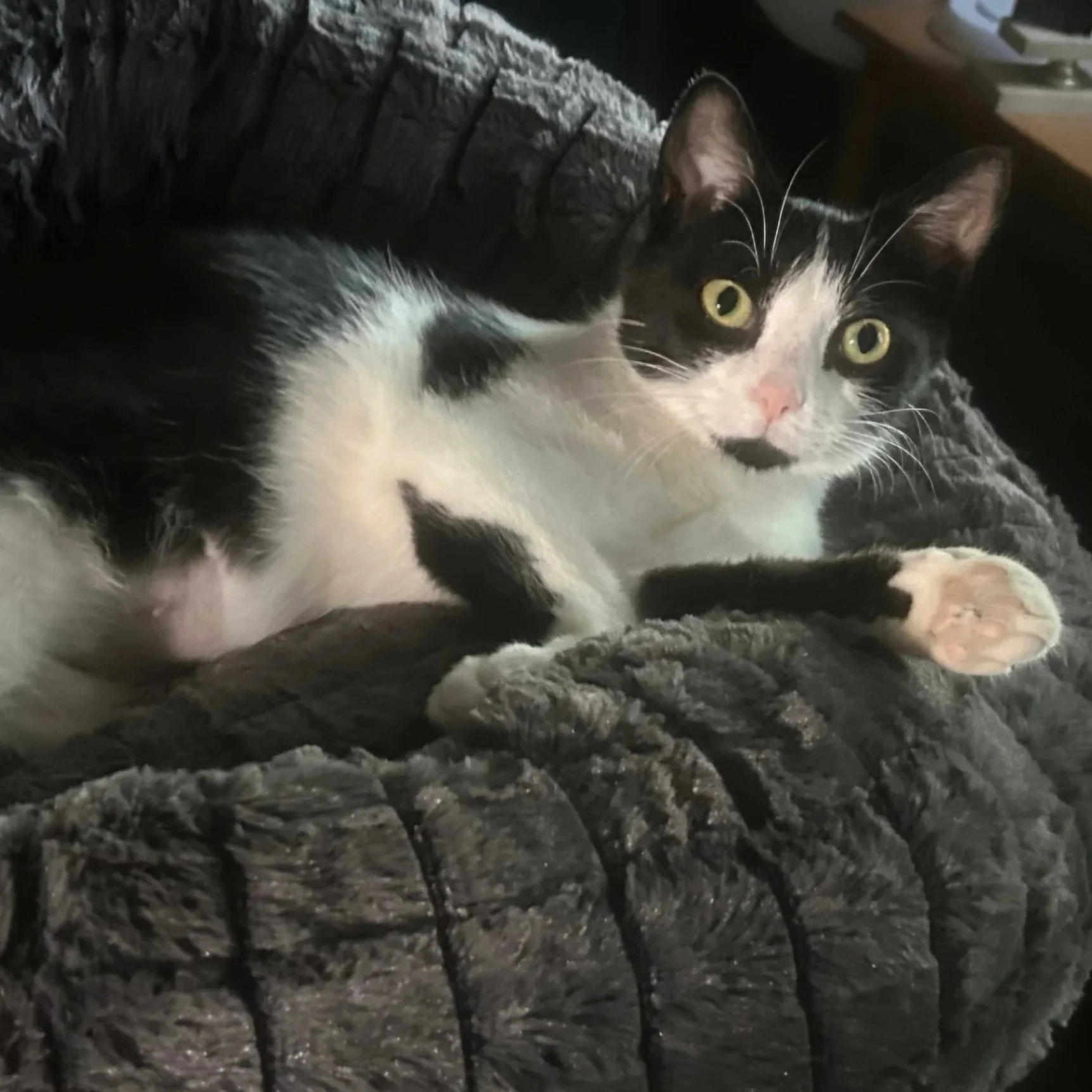 Image of Cleo, an adoptable cat from Almost Home Cat Rescue MKE