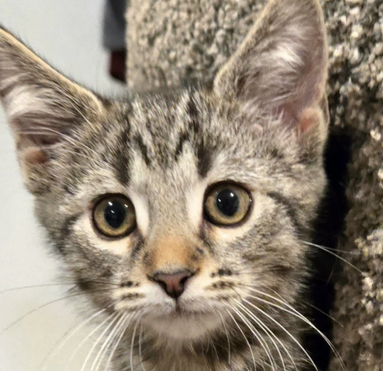 Image of Dori, an adoptable kitten from Almost Home Cat Rescue MKE