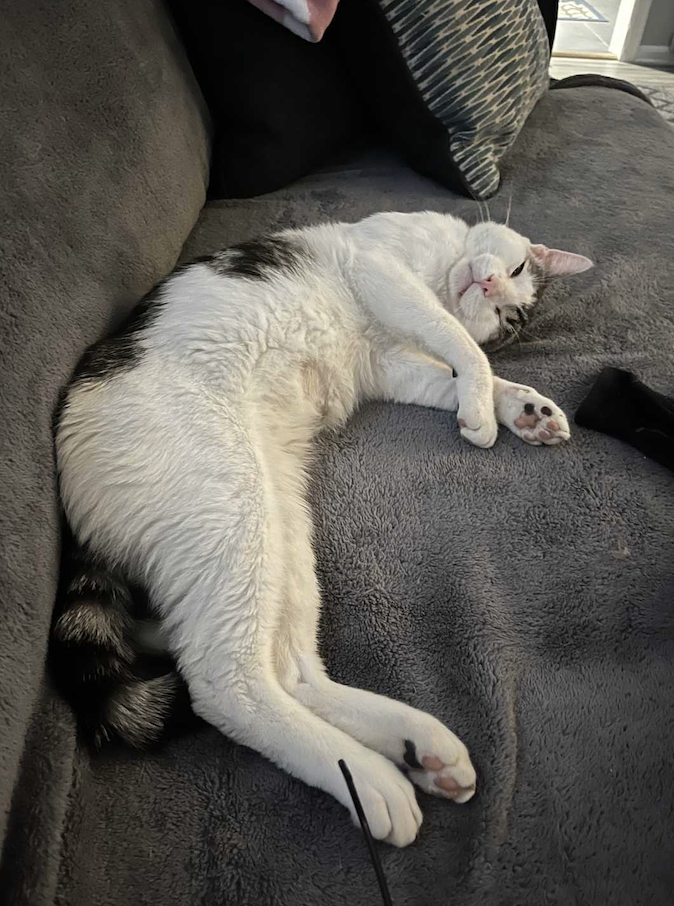 Image of Speedy, an adoptable cat from Almost Home Cat Rescue MKE
