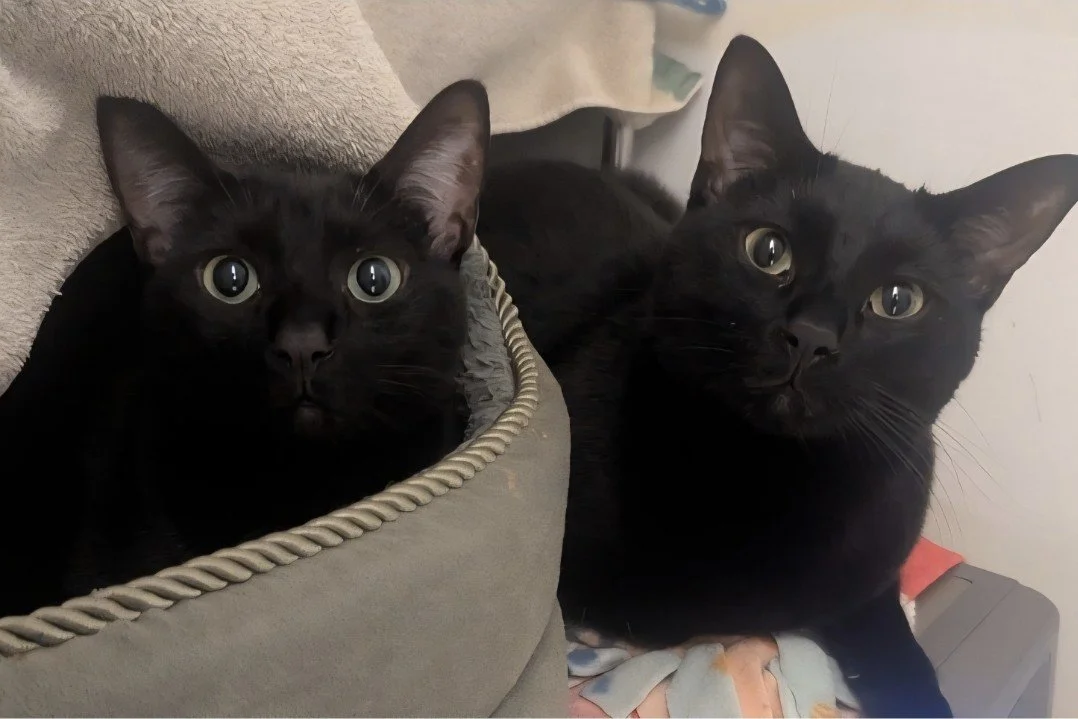 Teeny & Twinkie (In Foster)