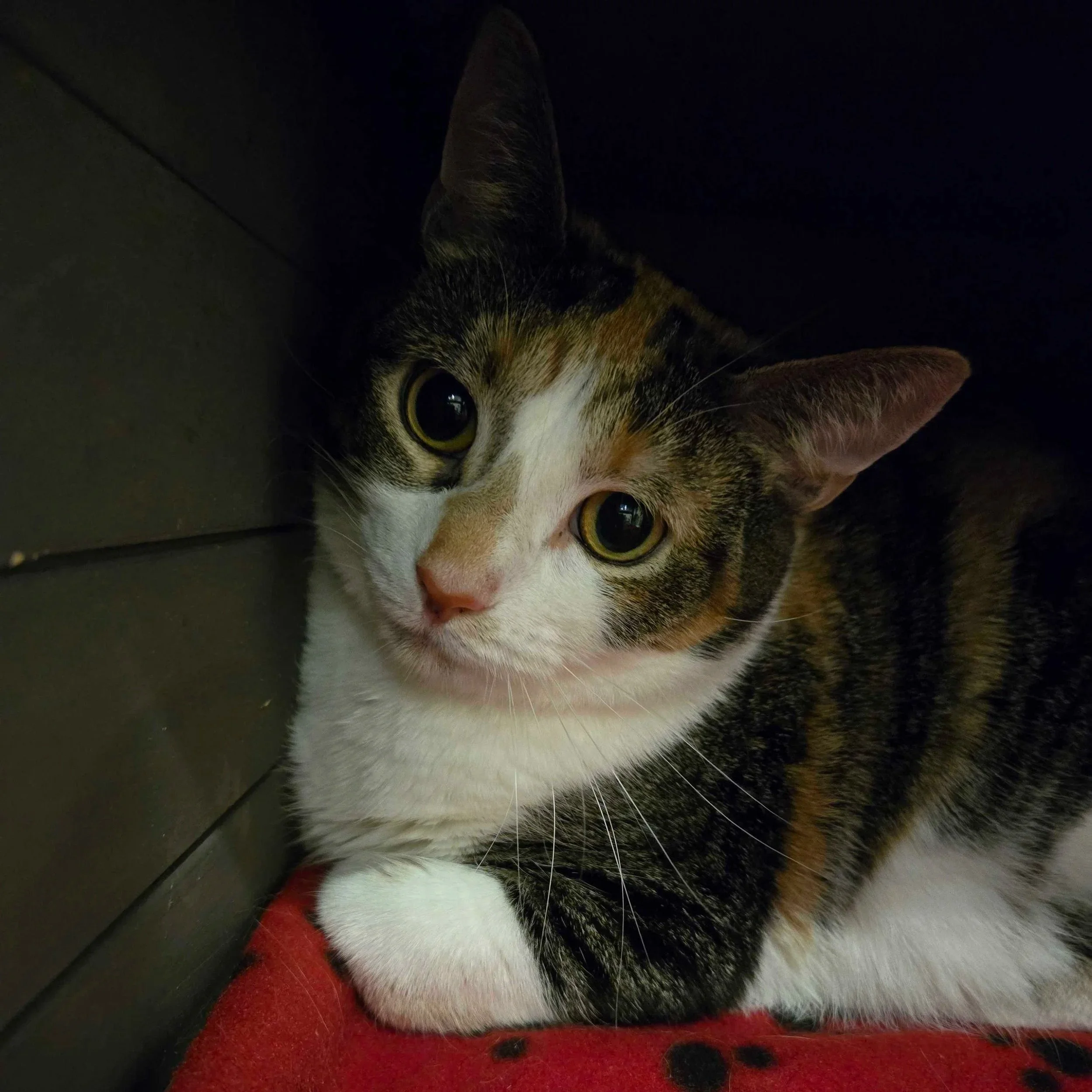 Image of adoptable cat, Buffy, from Almost Home Cat Rescue MKE