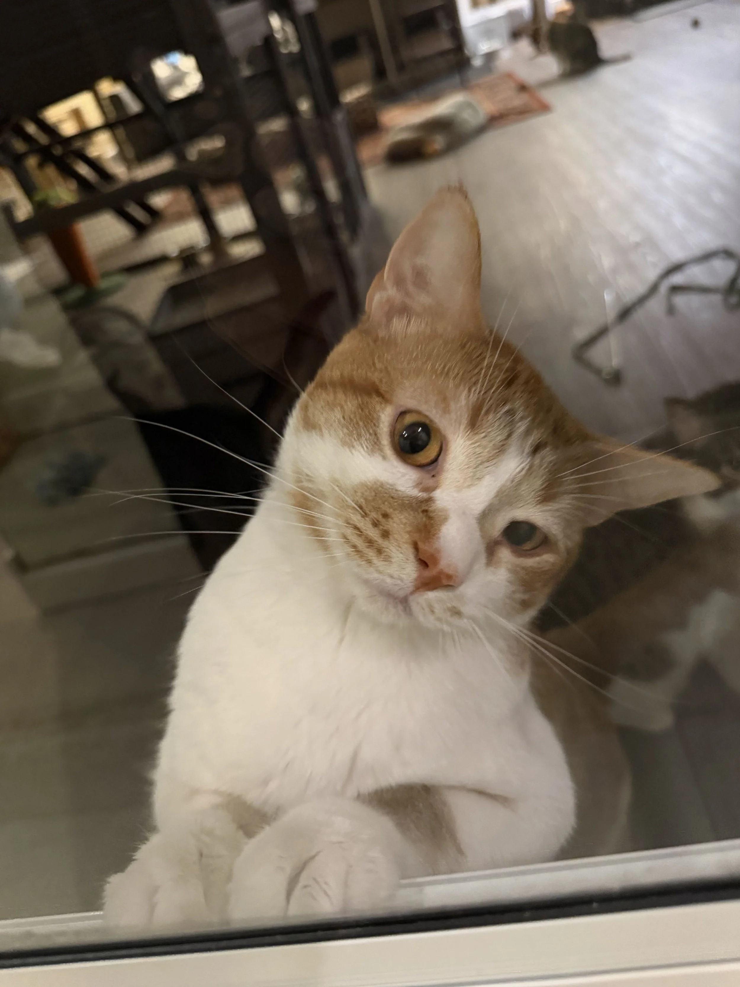 Image of Wilder, an adoptable cat from Almost Home Cat Rescue MKE