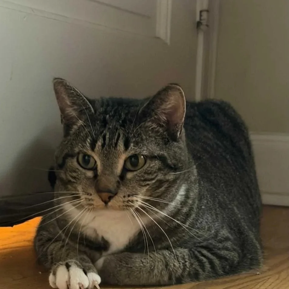 Image of Sweetie, an adoptable Almost Home Cat Rescue MKE cat