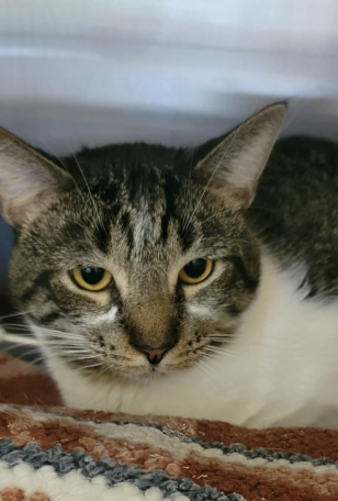 Image of Wodan, an adoptable cat from Almost Home Cat Rescue MKE