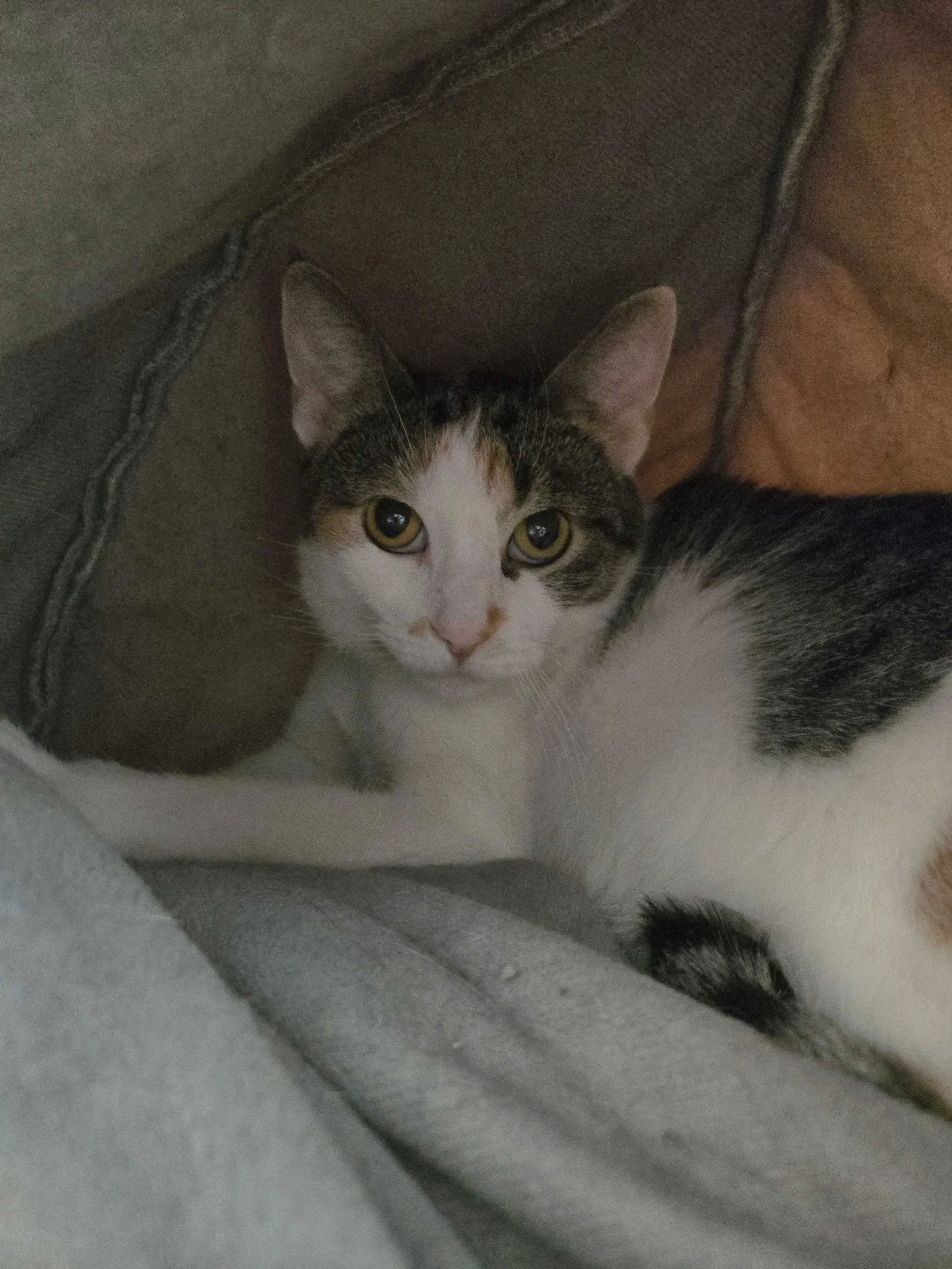 Image of Little Debbie, an adoptable Almost Home Cat Rescue MKE cat