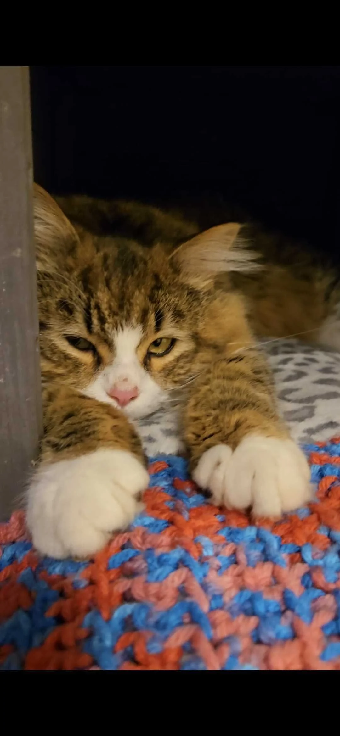 Image of Noah, an adoptable Almost Home Cat Rescue MKE cat