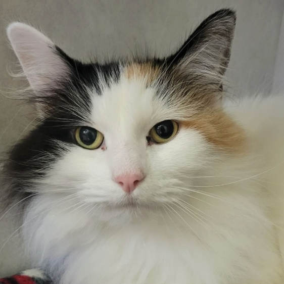 Image of Princess, an adoptable cat from Almost Home Cat Rescue MKE