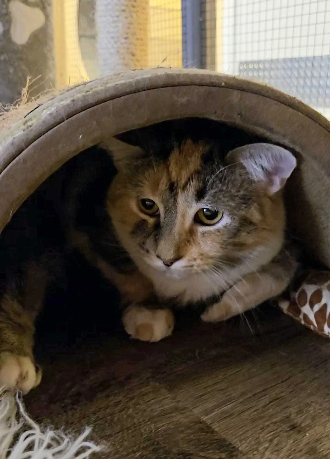 Image of Charm, an adoptable Almost Home Cat Rescue MKE cat
