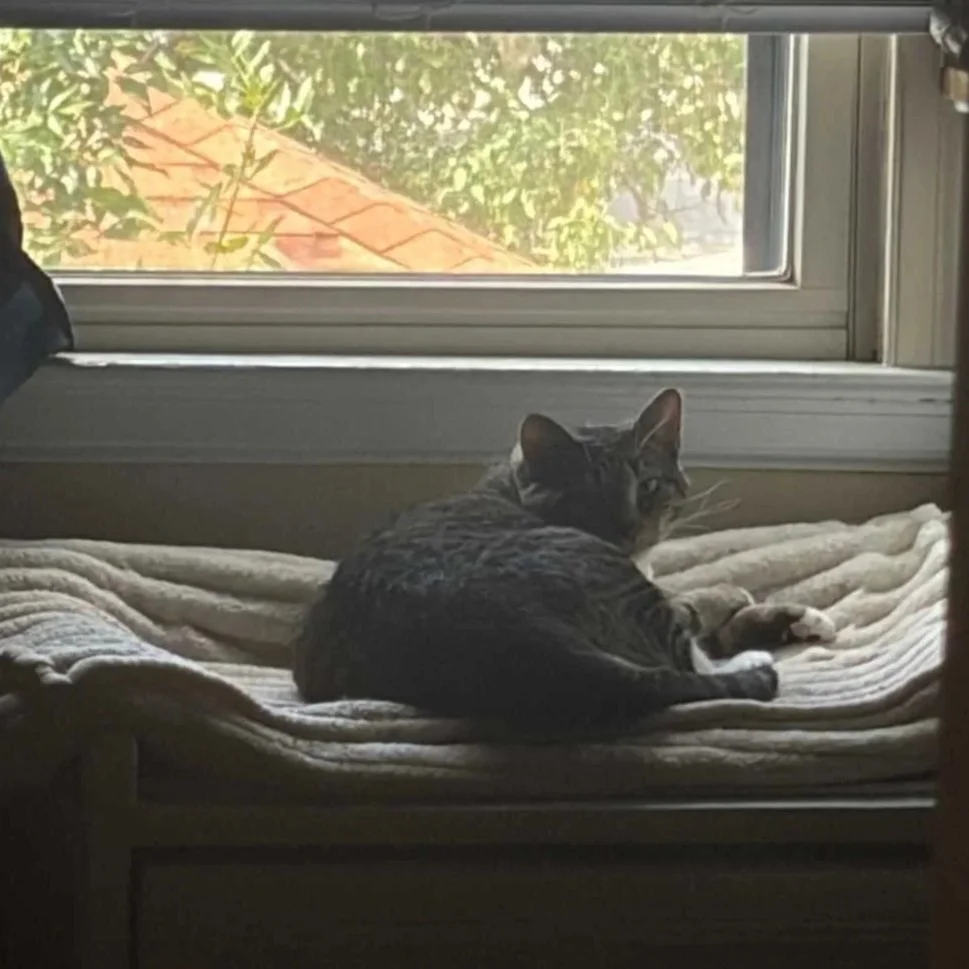 Image of Sweetie, an adoptable Almost Home Cat Rescue MKE cat