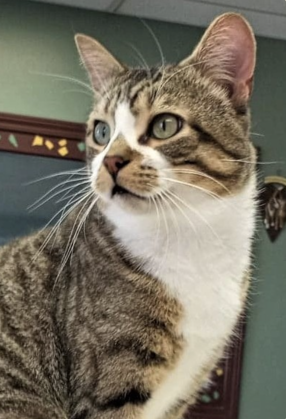 Image of Tom Hanks, an adoptable cat from Almost Home Cat Rescue MKE