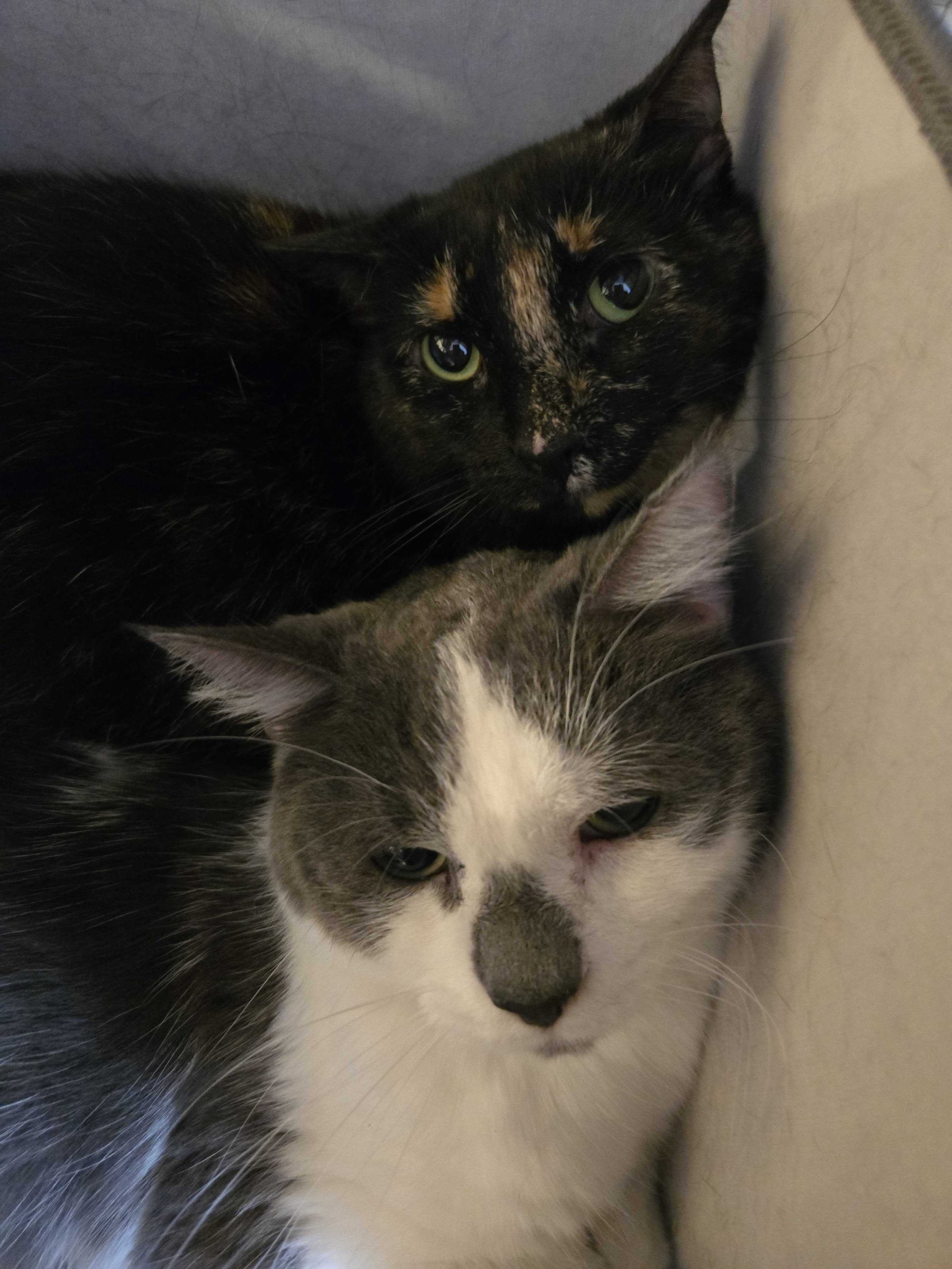 Image of Anastasia and Miloh, an adoptable bonded pair from Almost Home Cat Rescue MKE