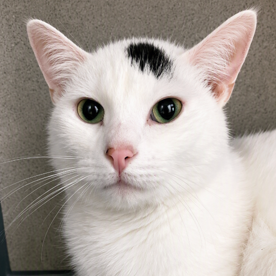 Image of Gojo, an adoptable cat from Almost Home Cat Rescue MKE