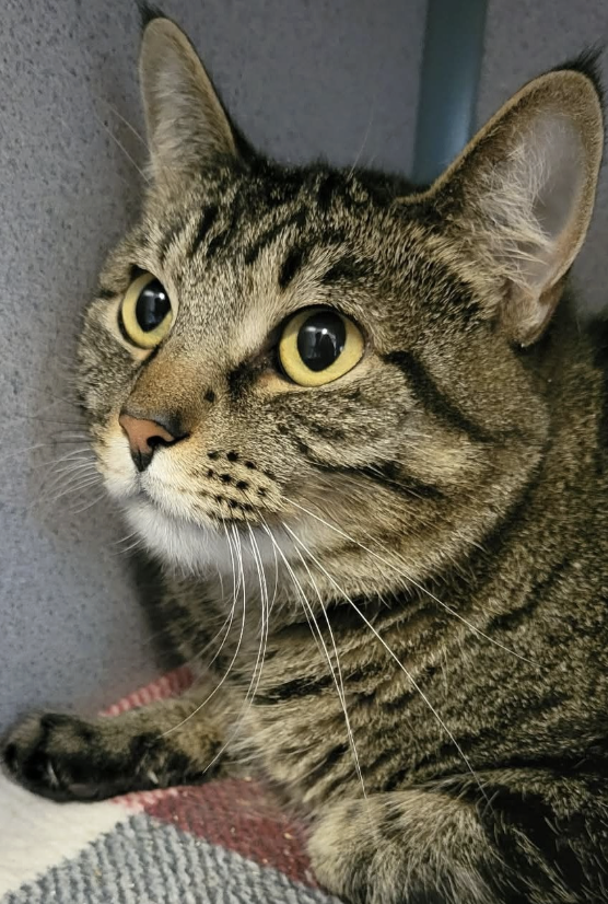 Image of Skittles, an adoptable cat from Almost Home Cat Rescue MKE