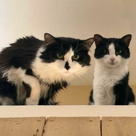 Image of Luciana and Marina, an adoptable bonded pair from Almost Home Cat Rescue MKE
