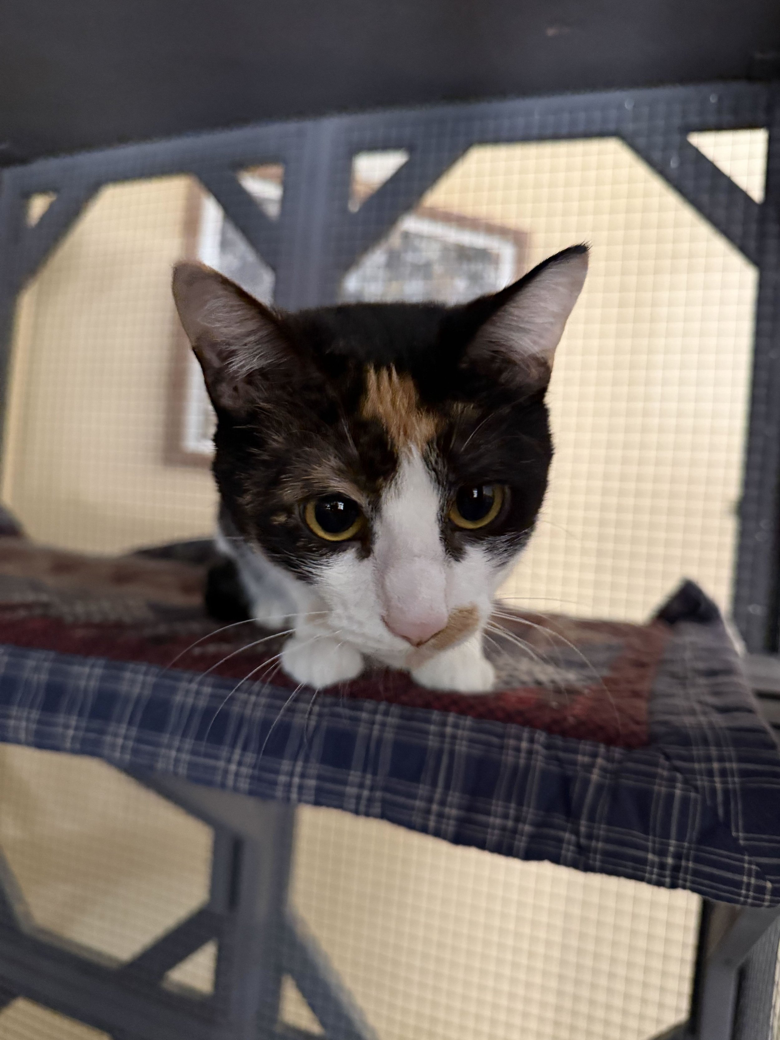Photo of Penelope, an adoptable cat from Almost Home Cat Rescue MKE