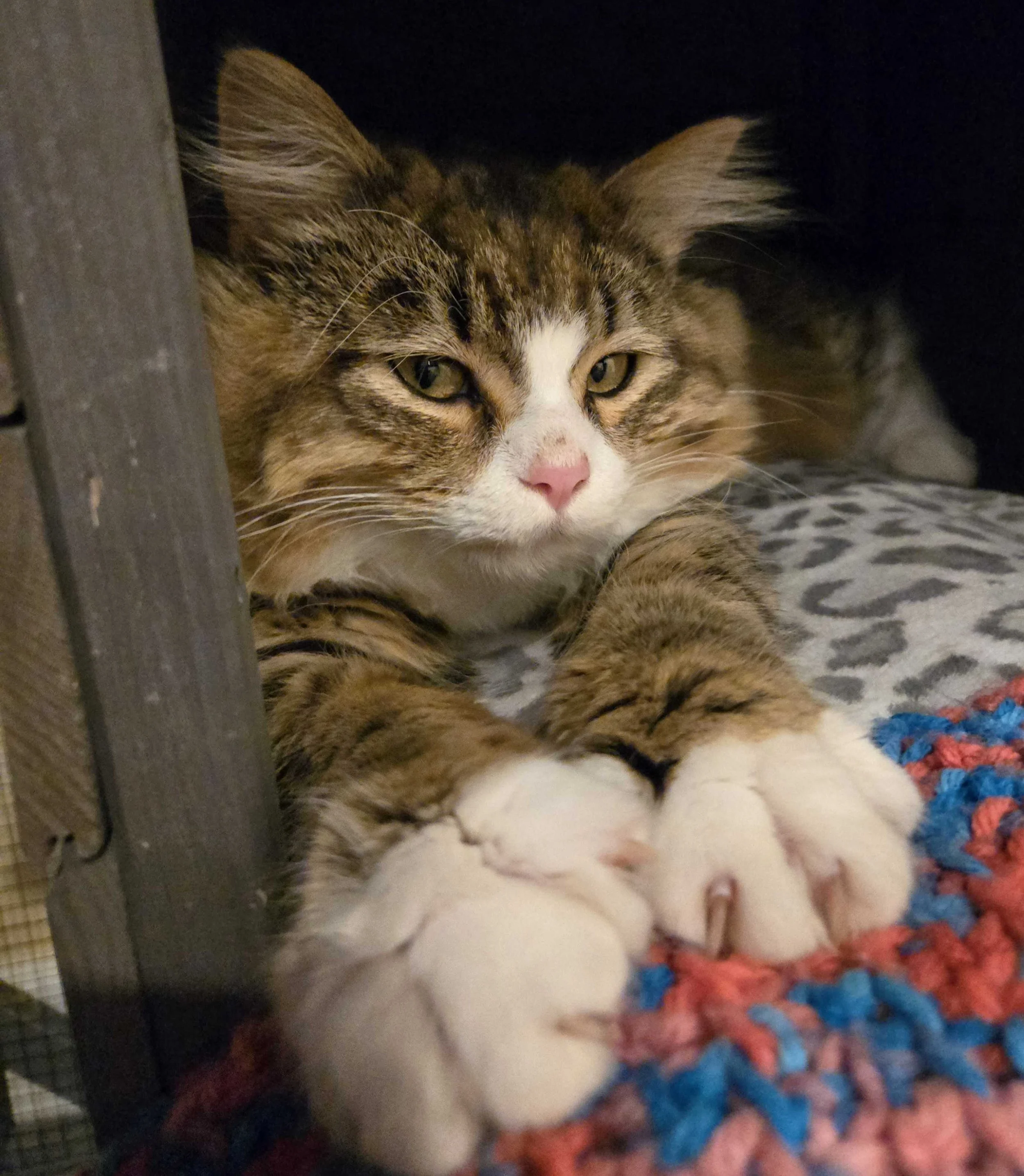 Image of Noah, an adoptable Almost Home Cat Rescue MKE cat