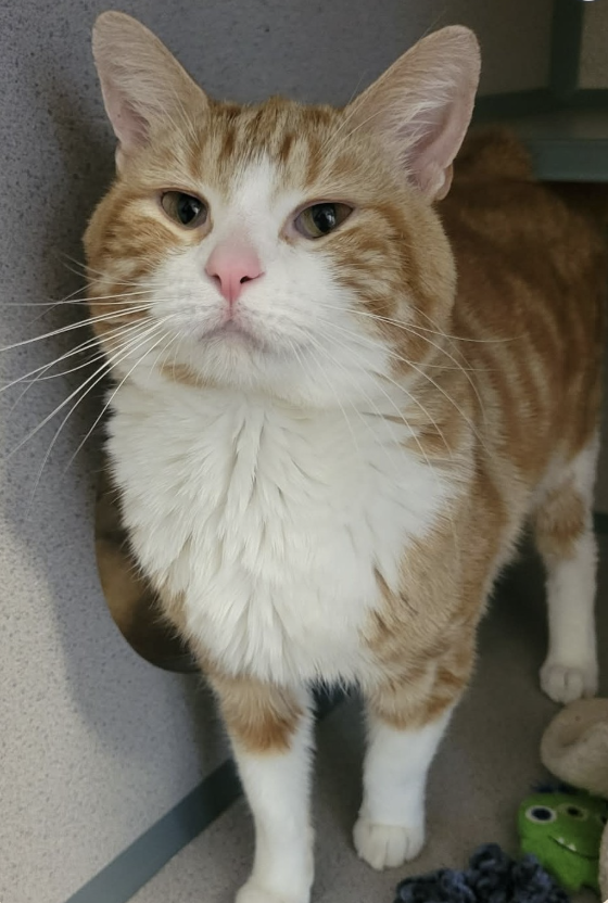 Image of Eeyore, an adoptable cat from Almost Home Cat Rescue MKE