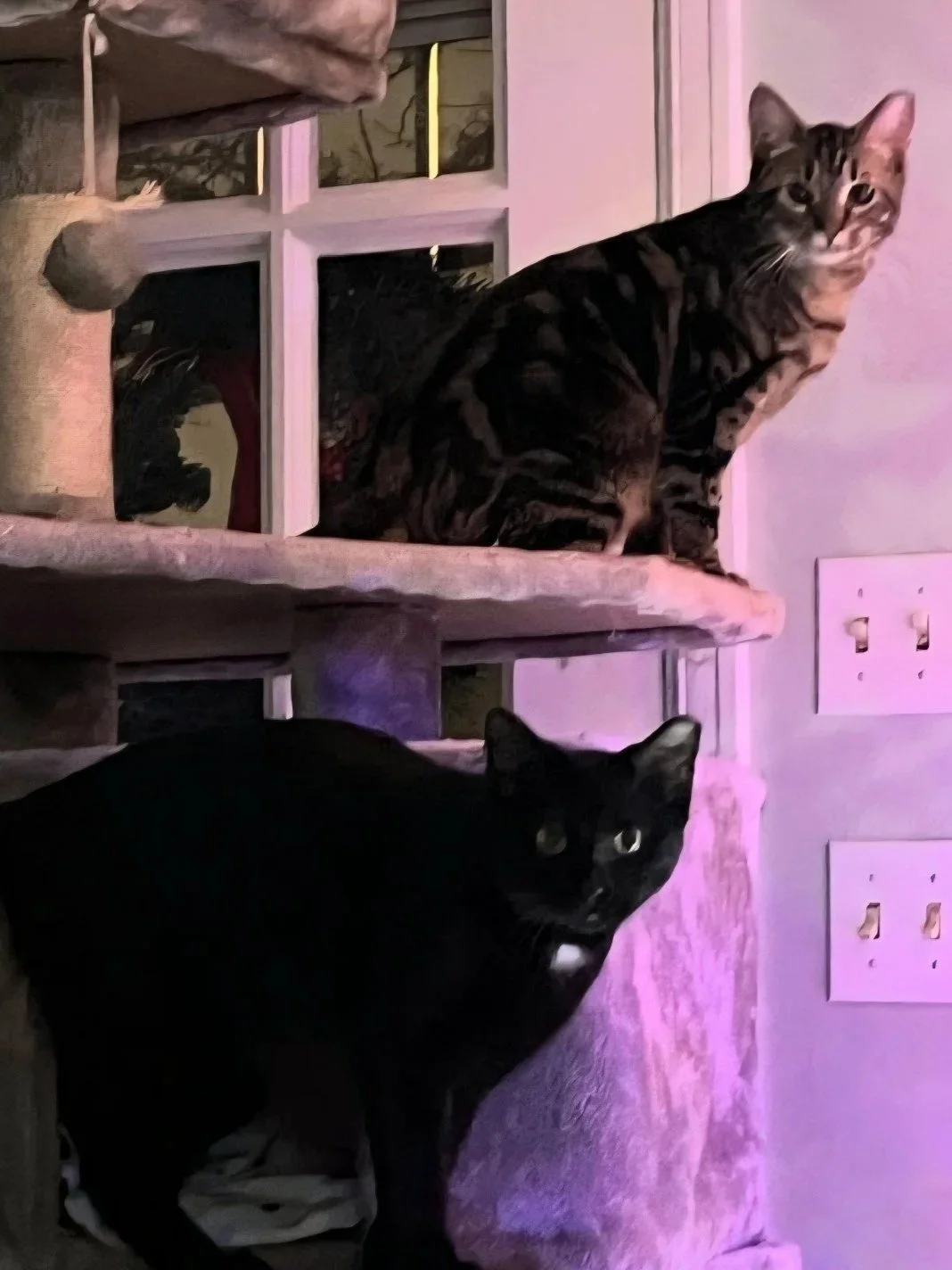 Adoptable pair, S'more and Kahlua, from Almost Home Cat Rescue MKE