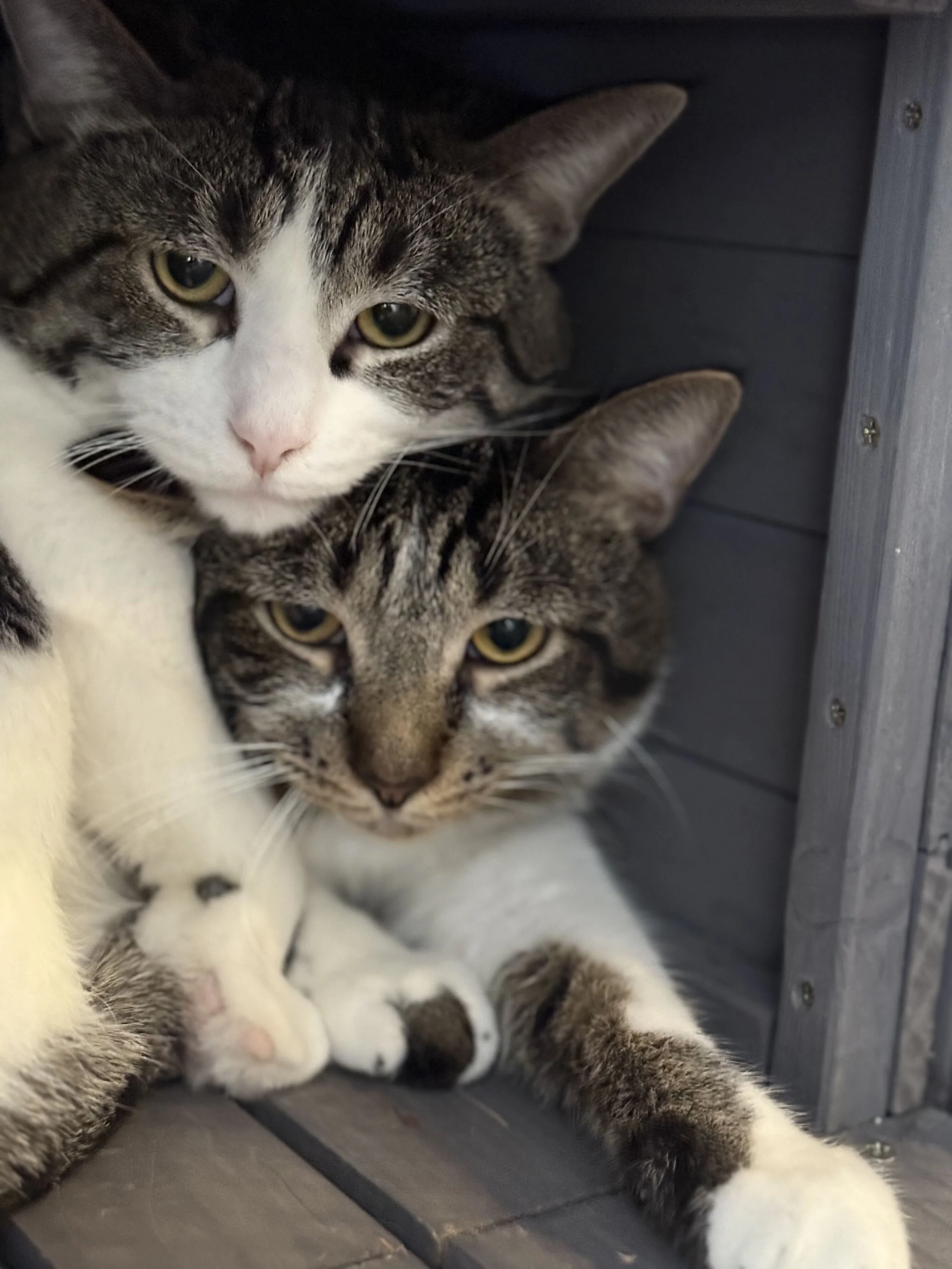 Image of Xander and Wodan, a bonded male pair from Almost Home Cat Rescue MKE
