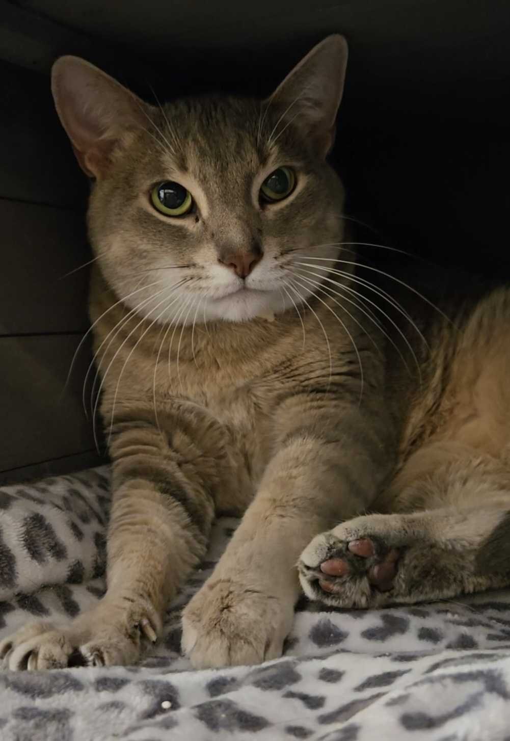 Image of Matilda, an adoptable cat from Almost Home Cat Rescue MKE