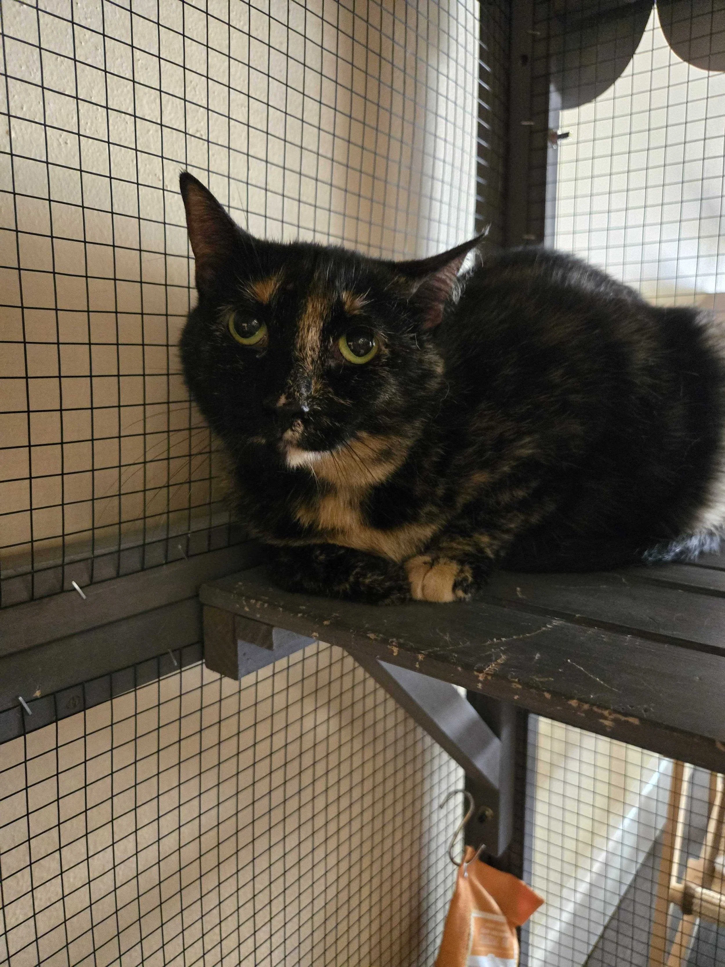 Image of Anastasia, an adoptable cat from Almost Home Cat Rescue MKE