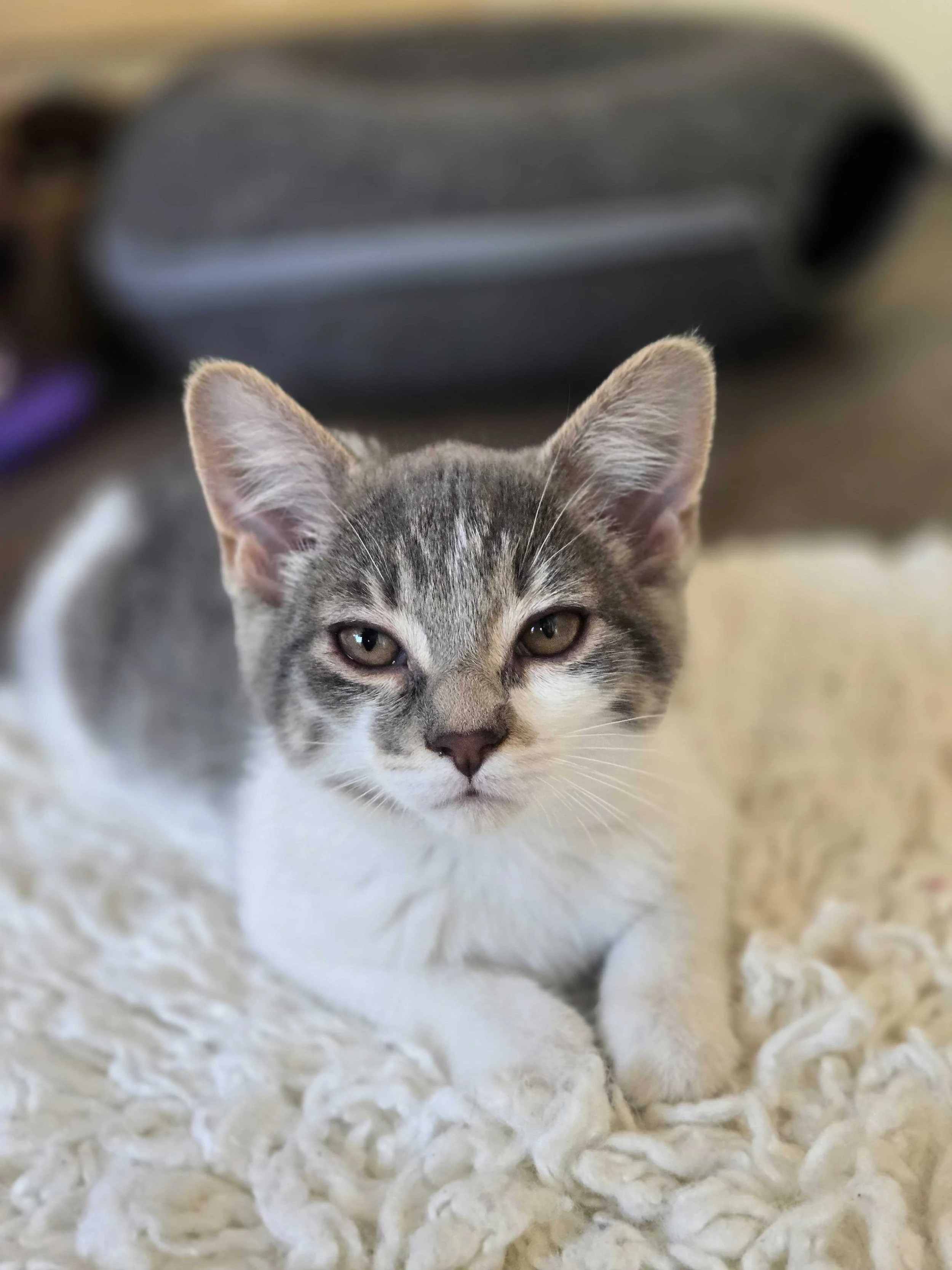 Adoptable kitten, Honey Queen, from Almost Home Cat Rescue MKE