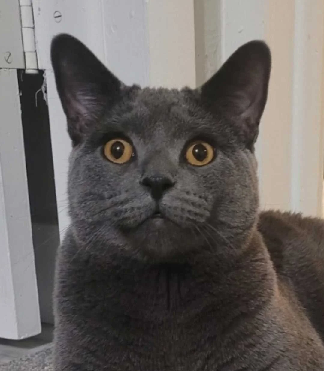 Image of Herbert, an adoptable cat from Almost Home Cat Rescue MKE