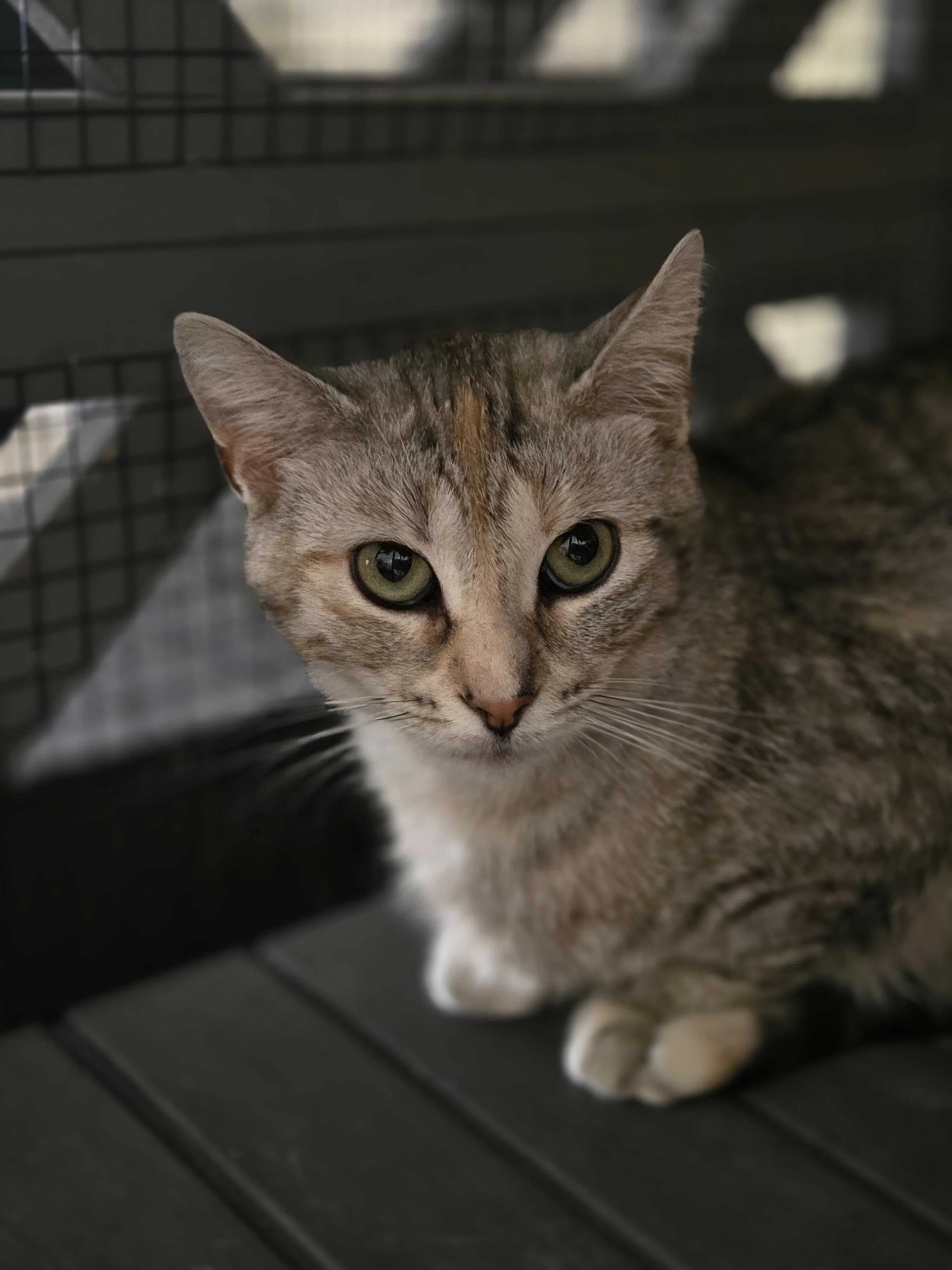 Image of Aurora, an adoptable cat from Almost Home Cat Rescue MKE