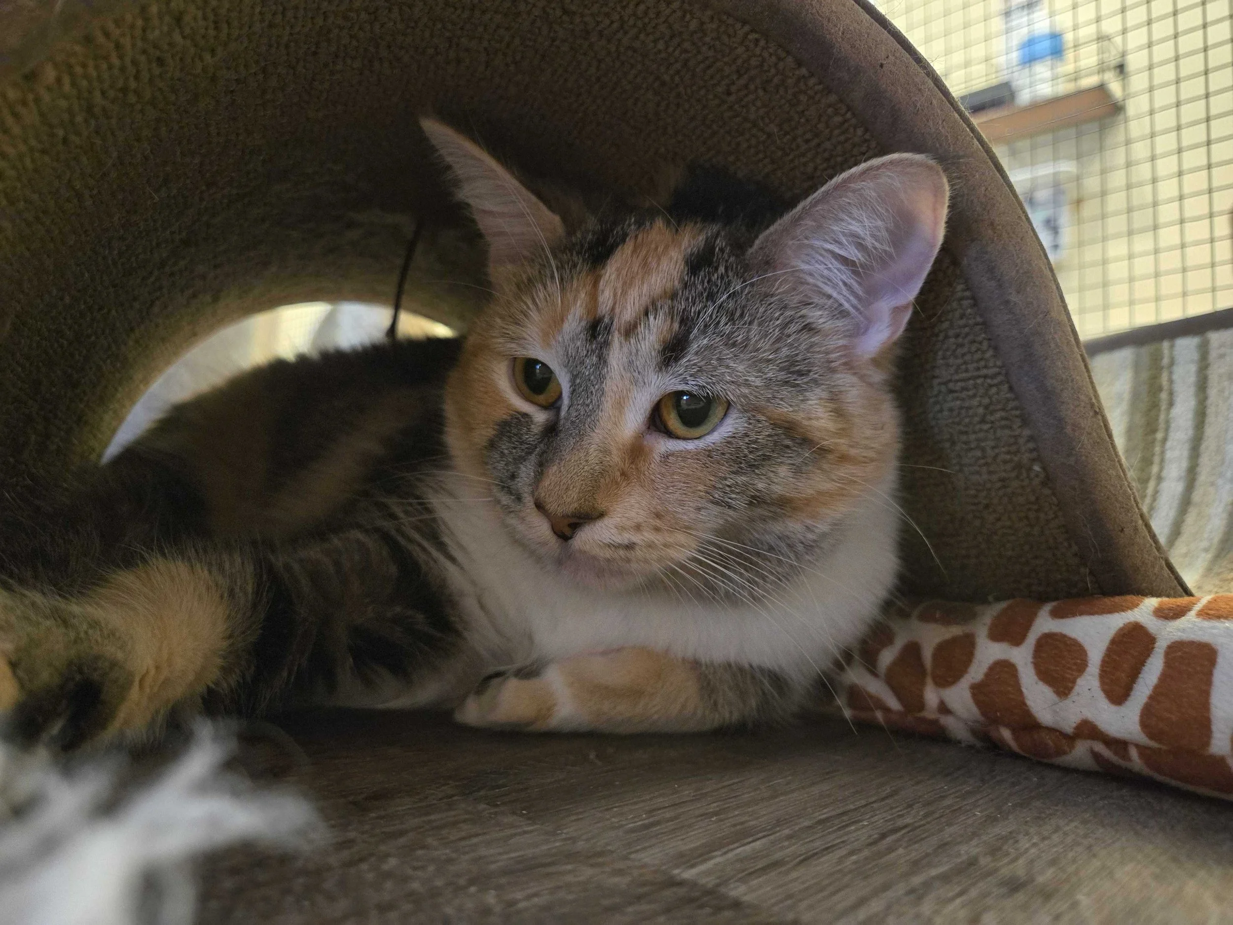 Image of Charm, an adoptable cat from Almost Home Cat Rescue MKE