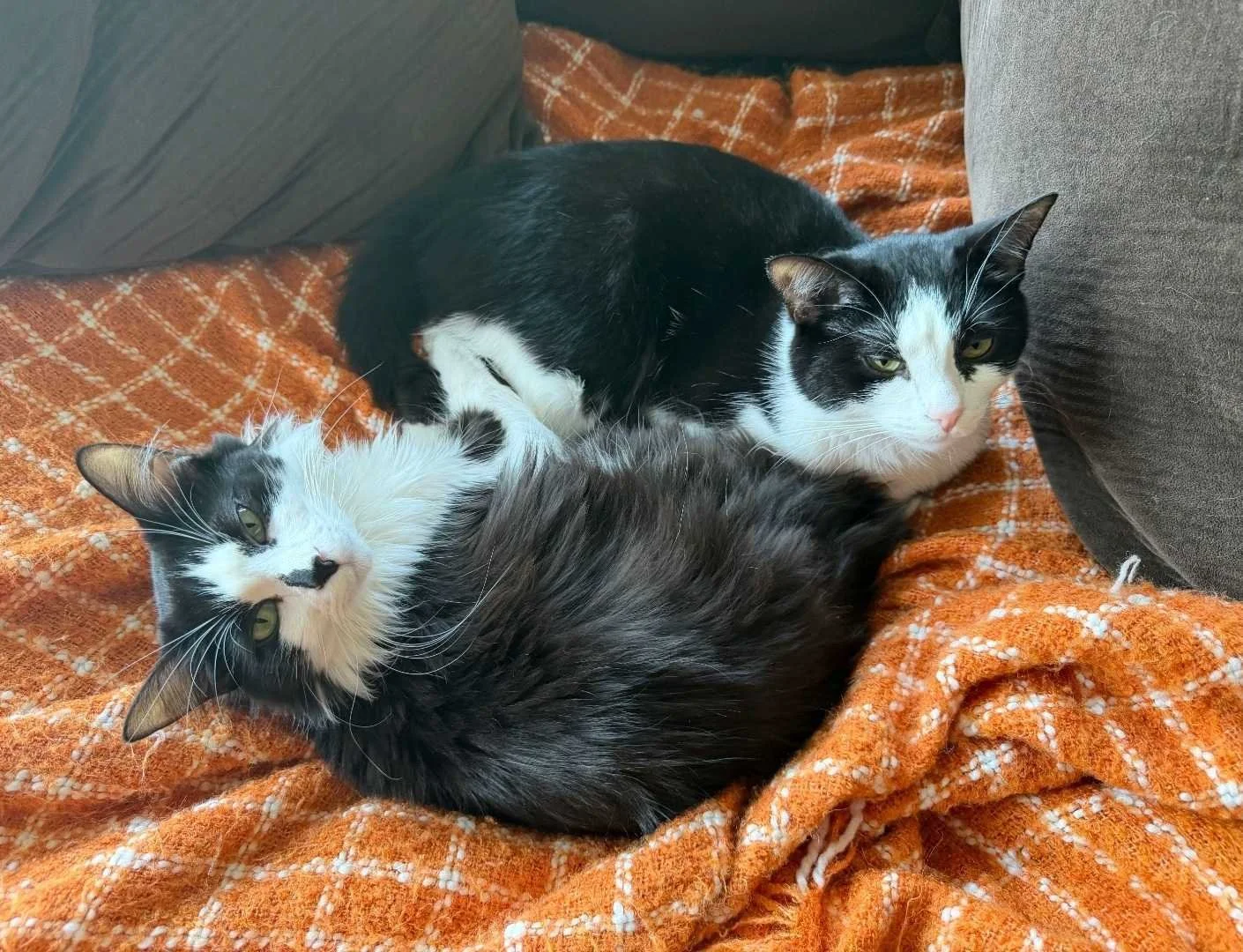 Image of Luciana and Marina, an adoptable bonded pair from Almost Home Cat Rescue MKE